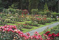 rosetest