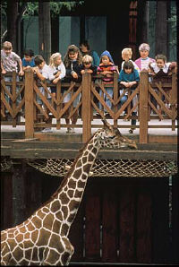 zoo1
