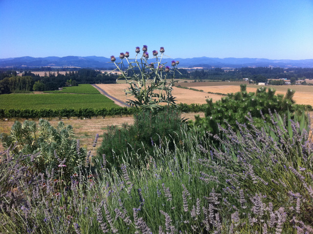 lovely view at Anne Amie Vineyard