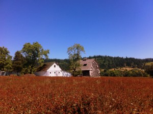 DIY Oregon Bike Wine Tours: 3 Fun Routes