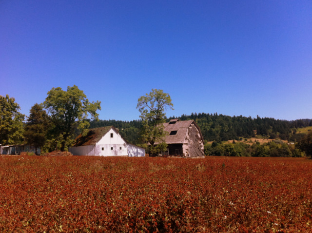 field & barn on NE Calkins Lane on the way to Bergstrom