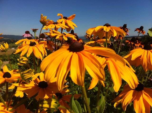 Flowers at Penner-Ash
