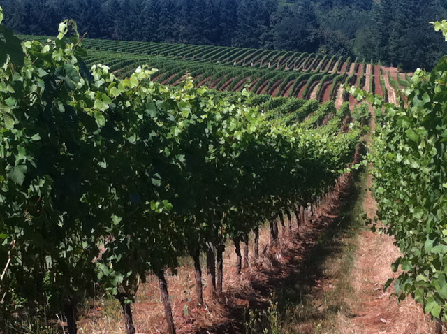 vines at Sokol