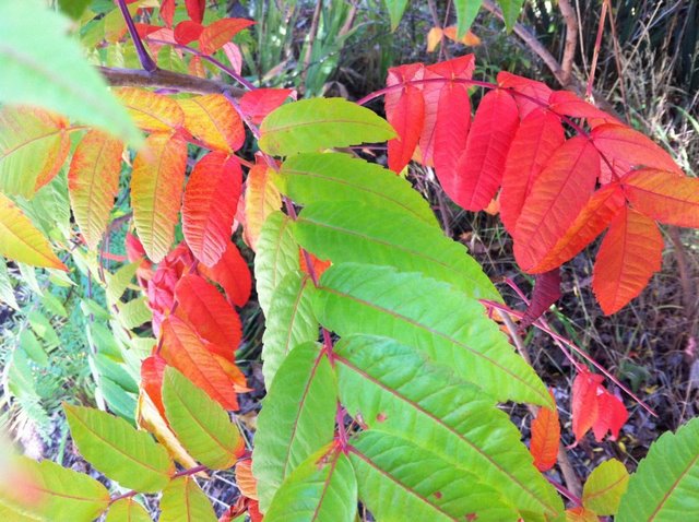 fall leaves, Mt Tabor