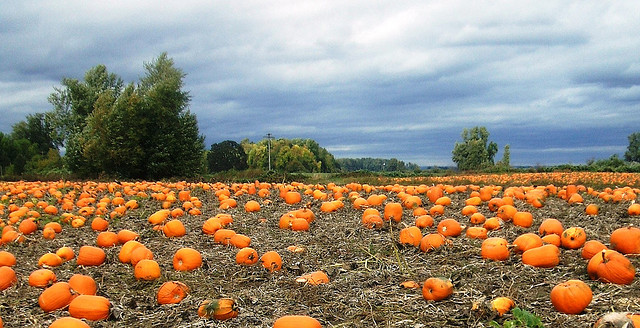 pumpkins at Sauvie Island