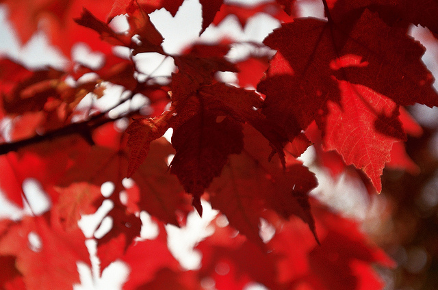 leaves