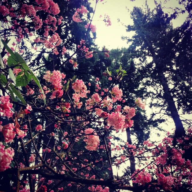 spring blossoms